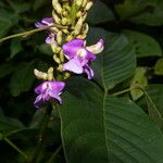 Macropsychanthus comosus Flower