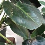 Strelitzia nicolai Hoja