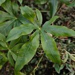 Passiflora caerulea Leaf