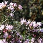 Rhododendron pubescens Hábito