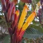 Sanchezia oblonga Flower