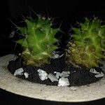 Mammillaria magnimamma Ліст