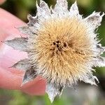 Carlina salicifolia Фрукт