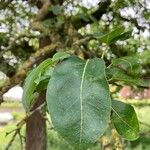 Pyrus communis Blad