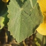 Abutilon mauritianum Leaf