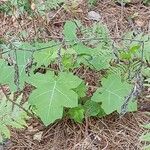 Solanum capsicoides Hábito