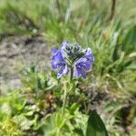 Veronica bellidioides Blomst