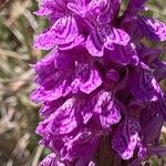 Dactylorhiza majalisFlower