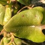 Mesembryanthemum cordifolium Blatt