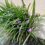Tradescantia virginiana Hábito