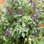 Salvia patensCvet