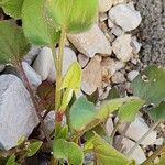 Rumex vesicarius Leaf