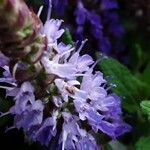 Salvia nemorosa Flor