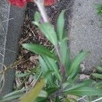 Erysimum virgatum Leaf