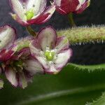 Maianthemum purpureum 花
