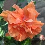 Hibiscus mutabilis Bloem