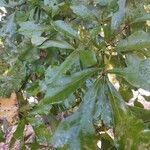 Quercus nigra Lehti