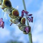 Paspalum plicatulum Fruit