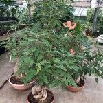 Brachychiton bidwillii Lapas