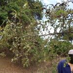 Bauhinia rufescens अन्य