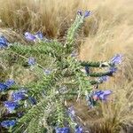 Echium vulgare花