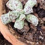 Adromischus cooperiLeaf