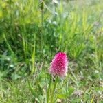 Gymnadenia cornelianaFlower