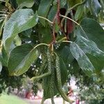 Alnus cordata ফল