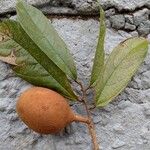 Theobroma grandiflorum Hoja