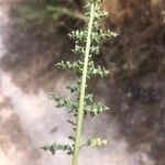 Chenopodium multifidum Leaf