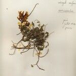 Astragalus onobrychis Çiçek