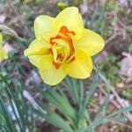 Narcissus spp. Blomst