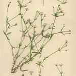 Asperula pyrenaica 整株植物