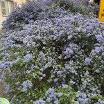 Ceanothus impressusFlor