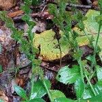 Veronica officinalis Habitat