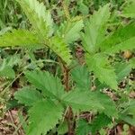 Rubus trivialis Leaf