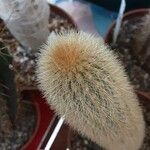 Cleistocactus variispinus List