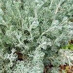 Artemisia maritima List