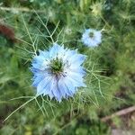 Nigella sativa ফুল