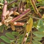 Indigofera arrecta Fruit