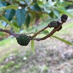 Guazuma ulmifolia Fruit