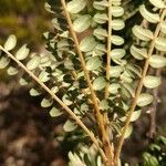 Sophora denudata Hoja