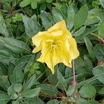 Oenothera macrocarpa অভ্যাস