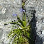 Brimeura amethystina Fula