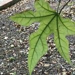 Brachychiton discolor Blad