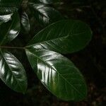 Inga loubryana Leaf