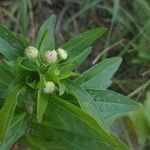 Erigeron annuus Kukka