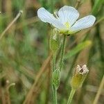Minuartia capillacea Kwiat