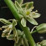 Albuca virens Blüte