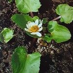 Caltha leptosepala Fiore